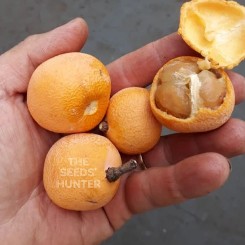 327日目:Fruta do Carameloを植えた