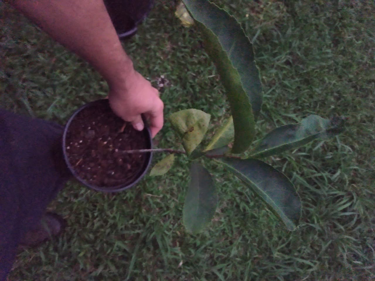 327日目:Fruta do Carameloを植えた
