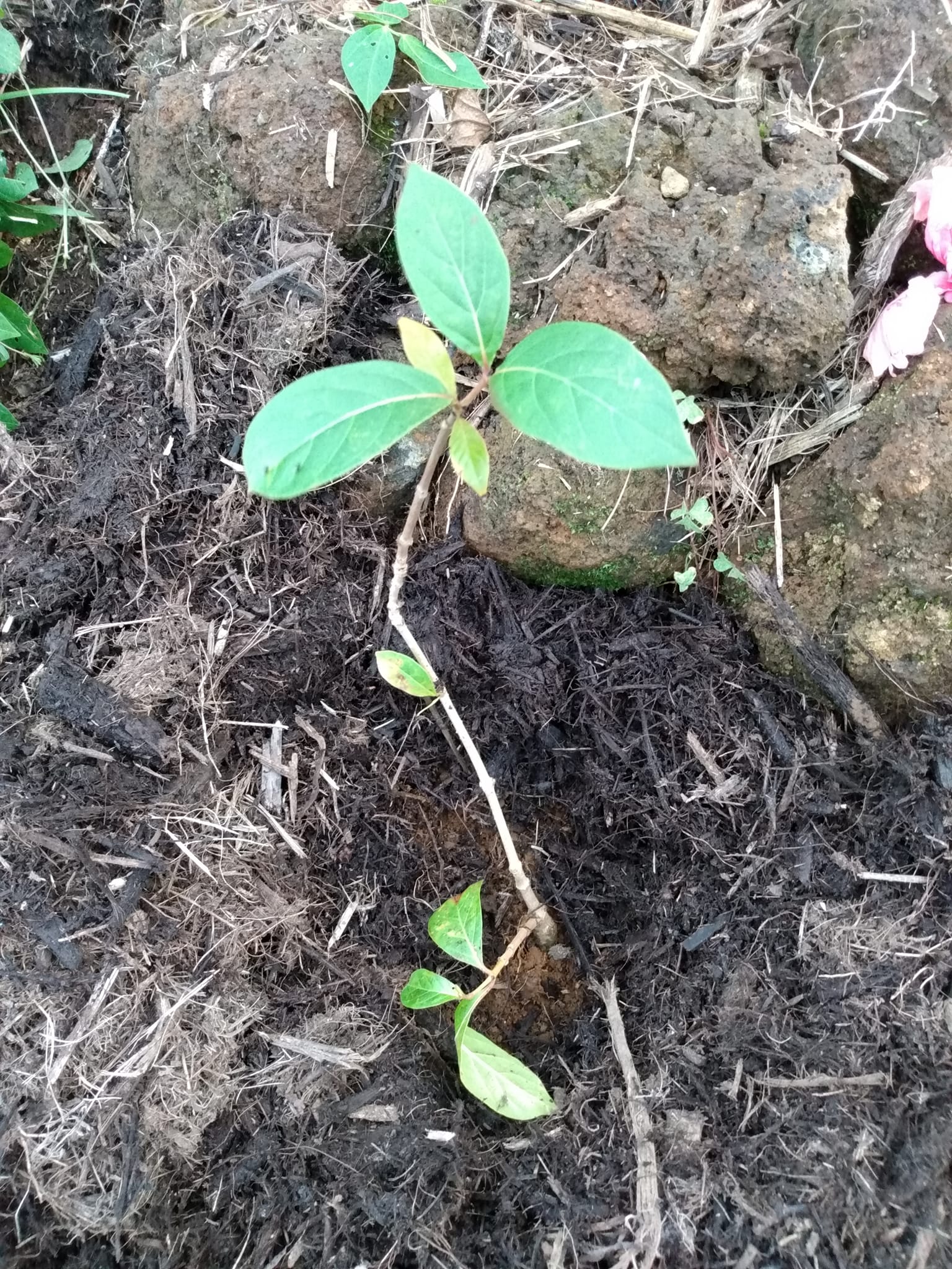 328日目:Nauclea latifoliaとティリーフを植えた