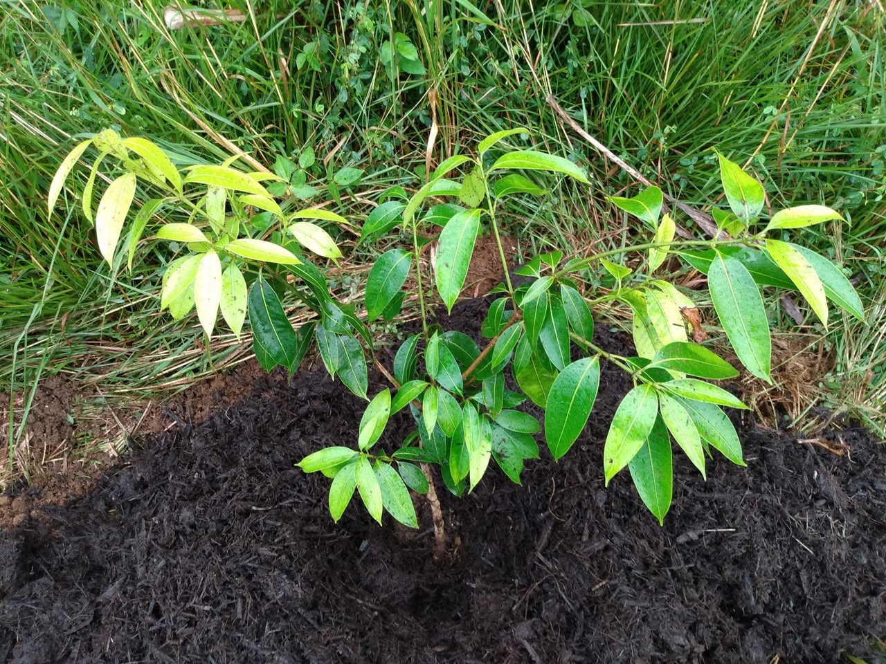 329日目:マプランを植えた