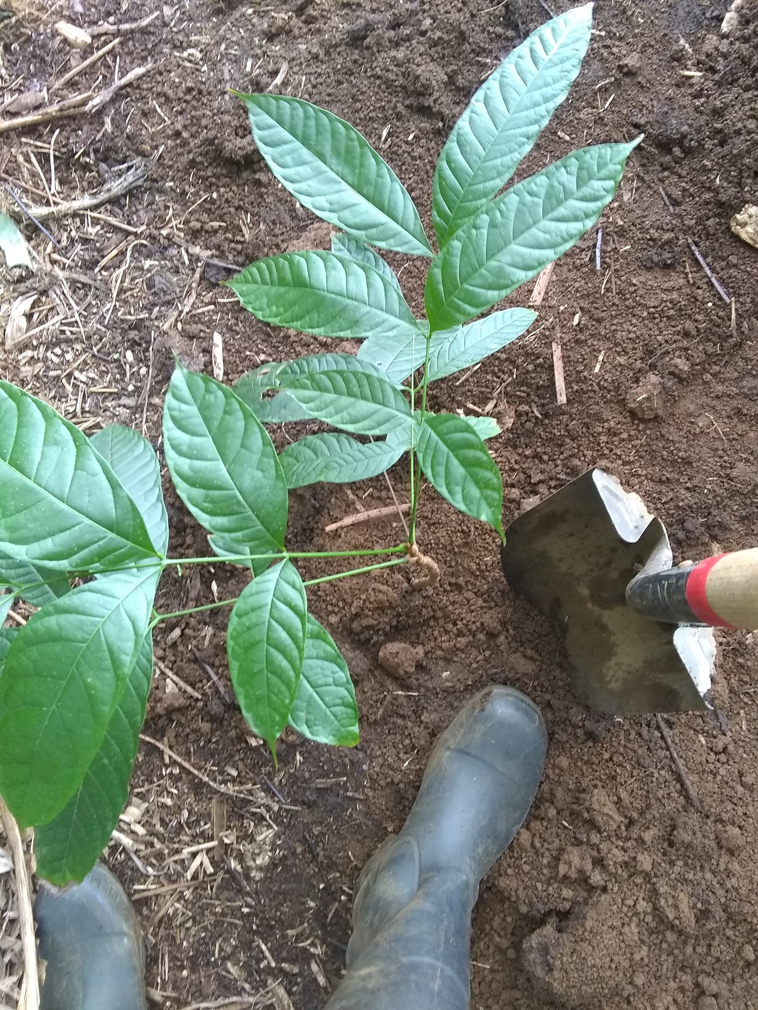 33日目:アフリカマホガニを植えた