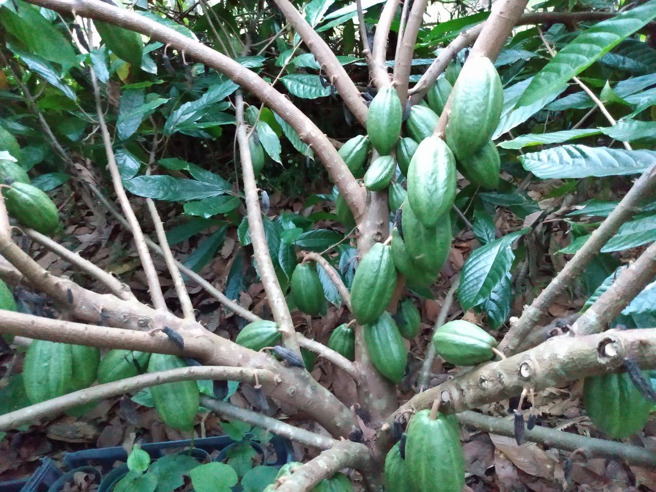 330日目:カカオを植えた