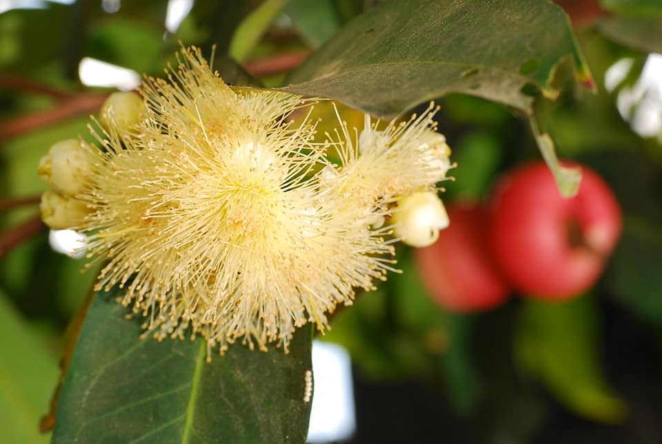 332日目:白いマウンテンアップルを植えた