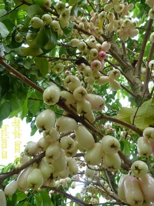 332日目:白いマウンテンアップルを植えた