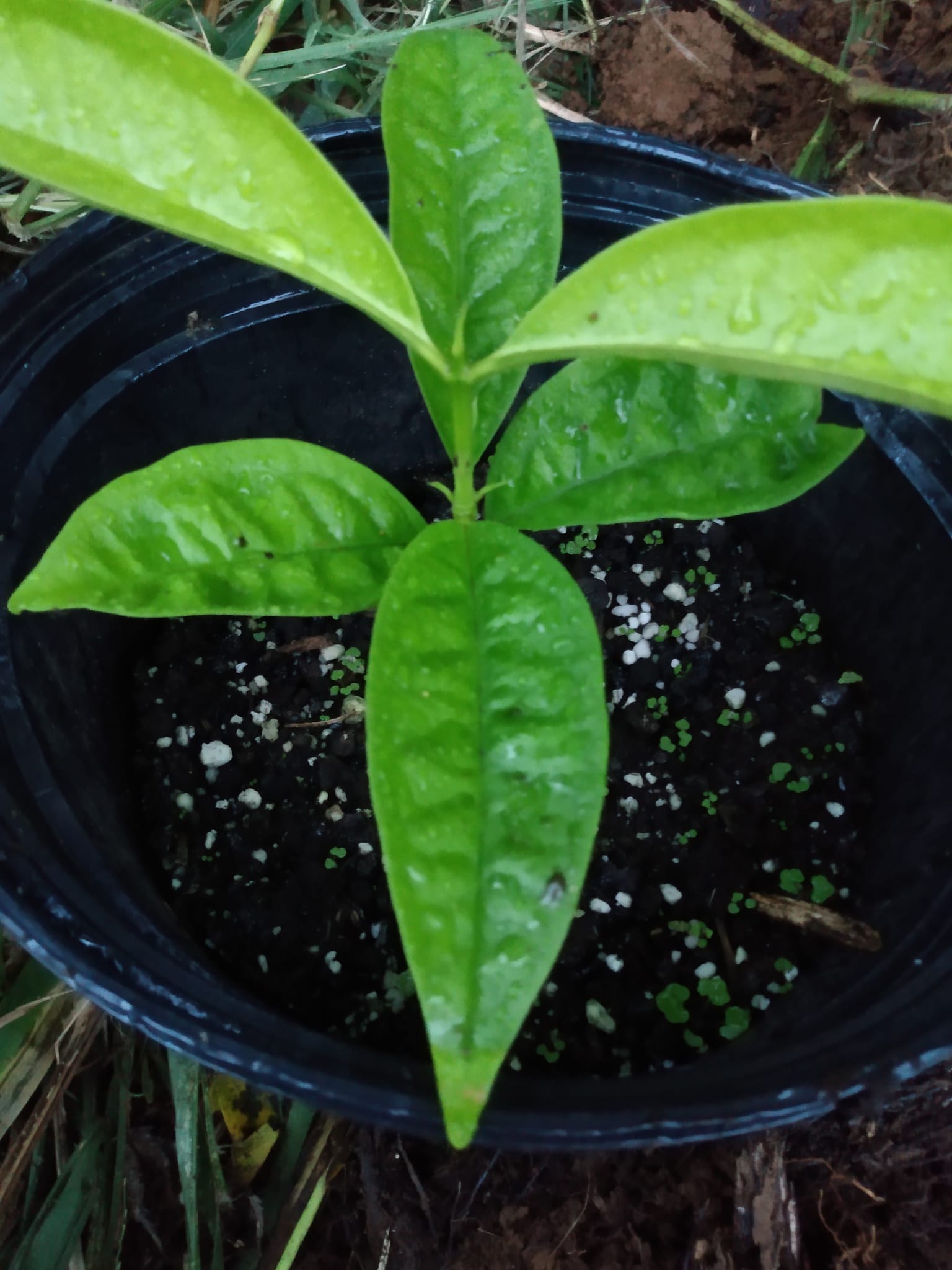 332日目:白いマウンテンアップルを植えた