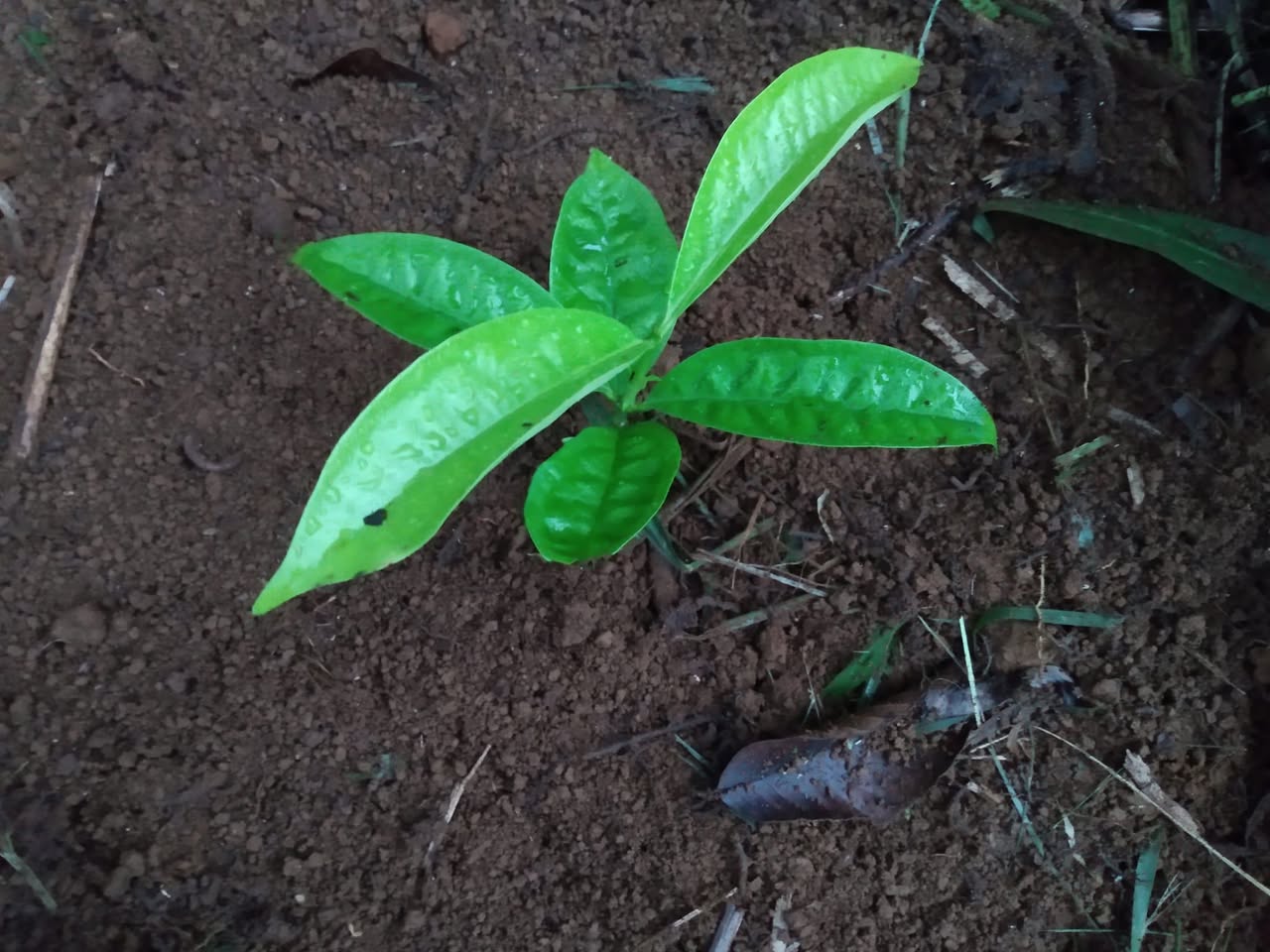 332日目:白いマウンテンアップルを植えた