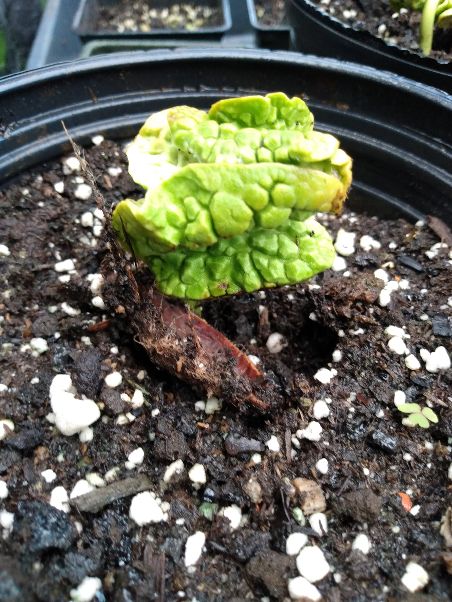 333日目:チュパチュパを植えた