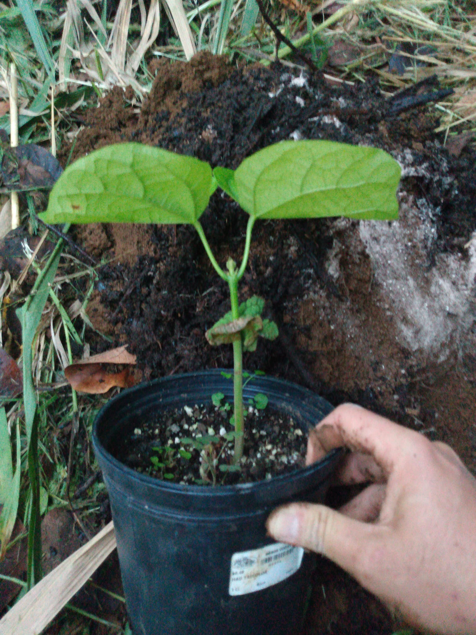 333日目:チュパチュパを植えた