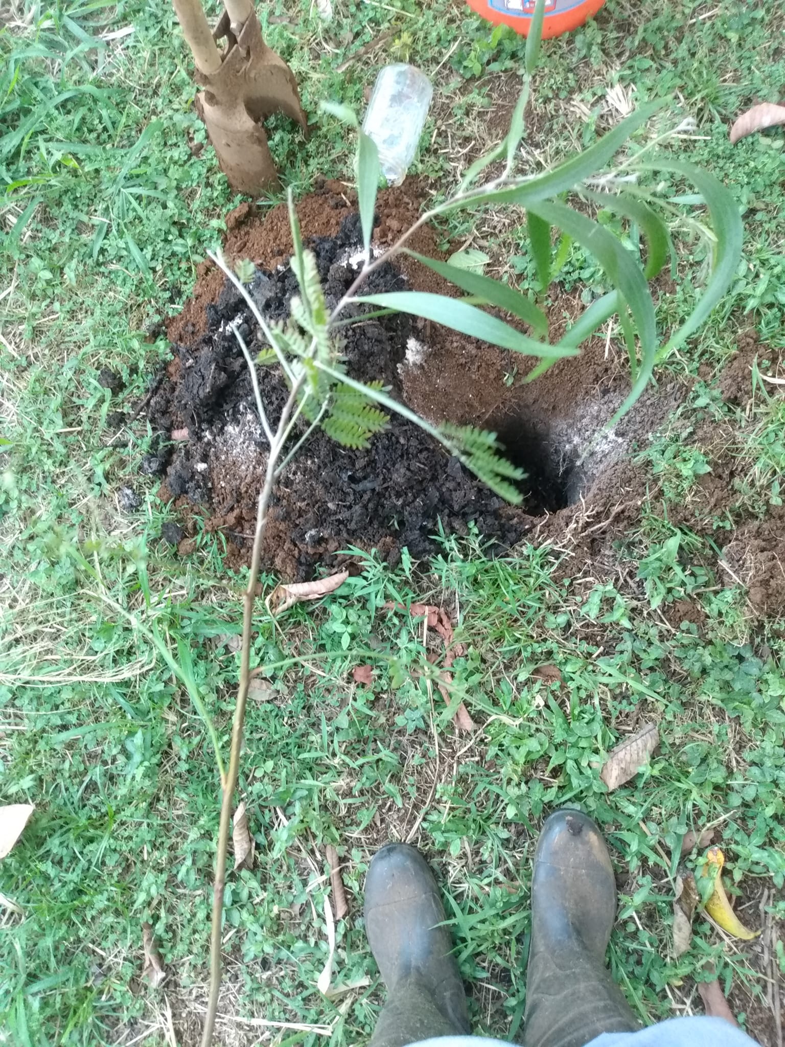 334日目:koa'iaを植えた