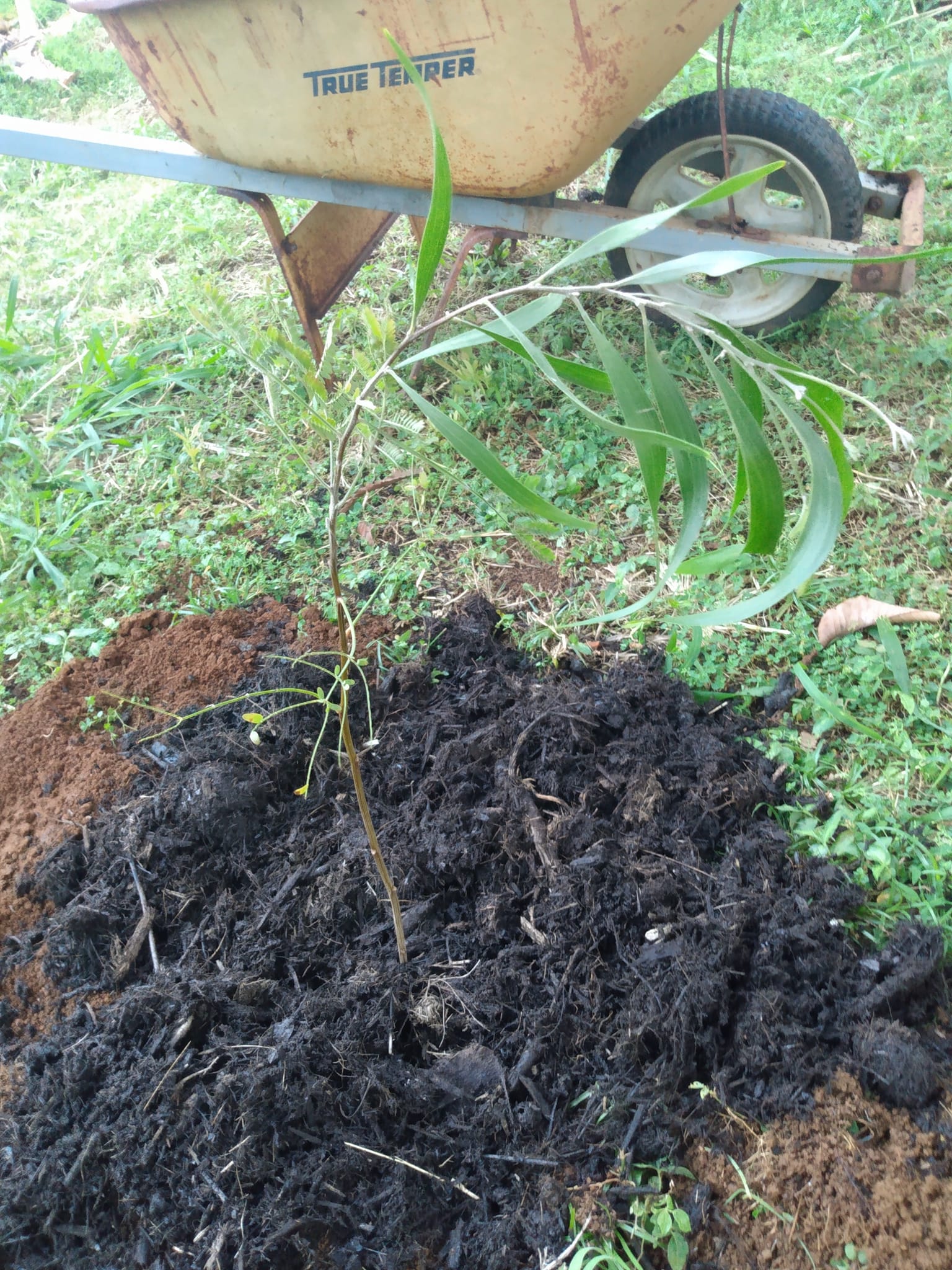 334日目:koa'iaを植えた
