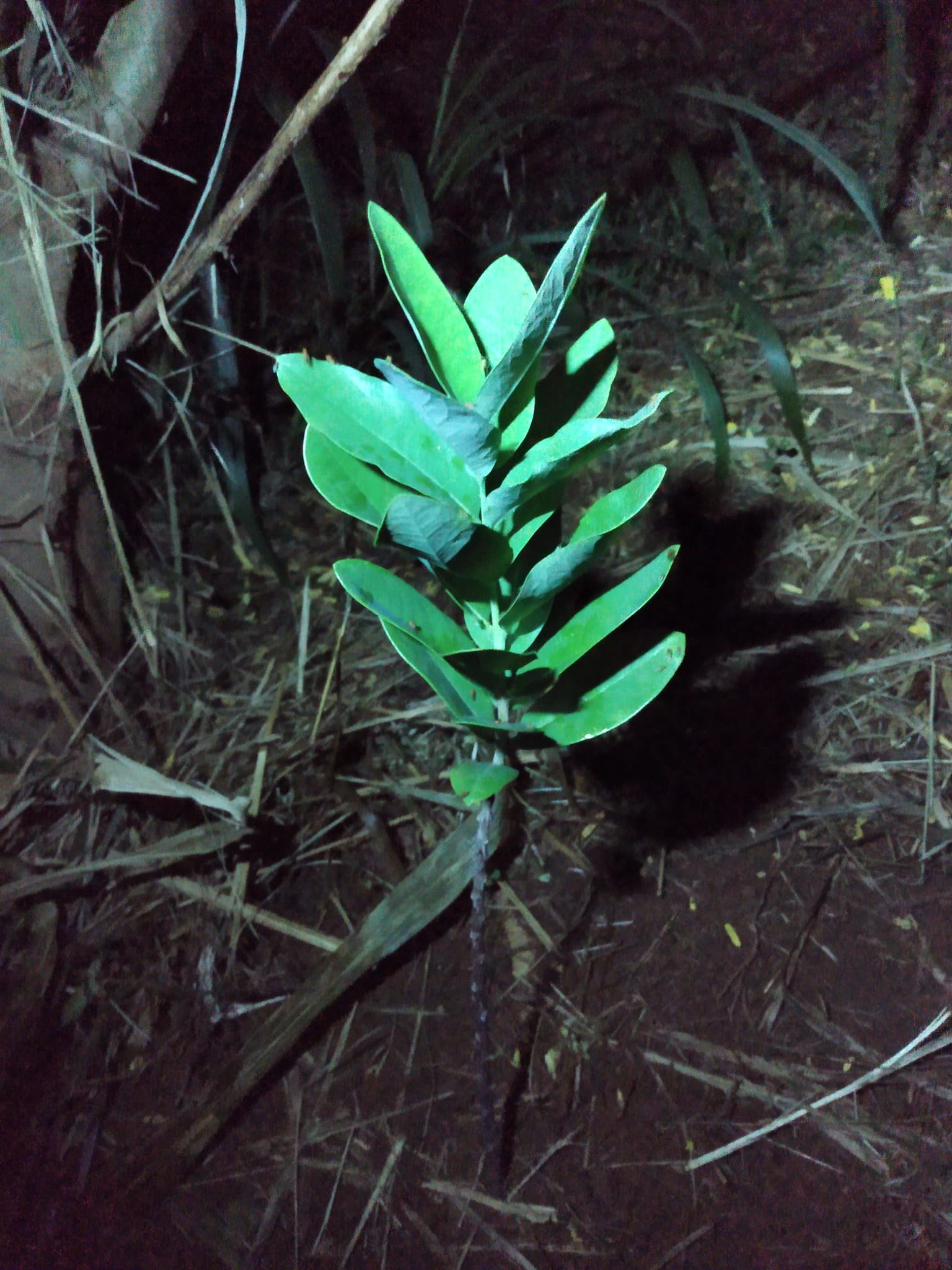 336日目:白檀を植えた