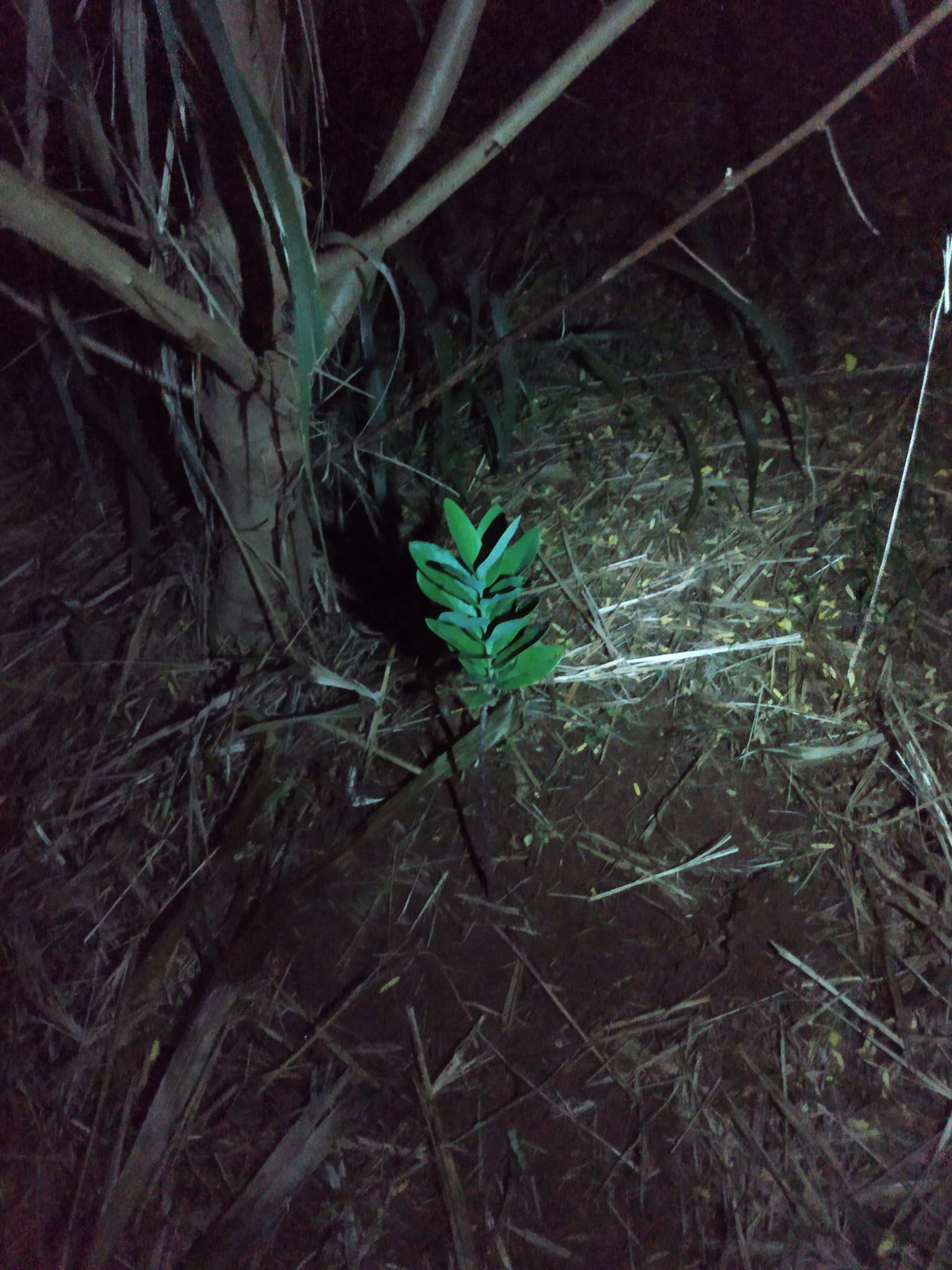 336日目:白檀を植えた