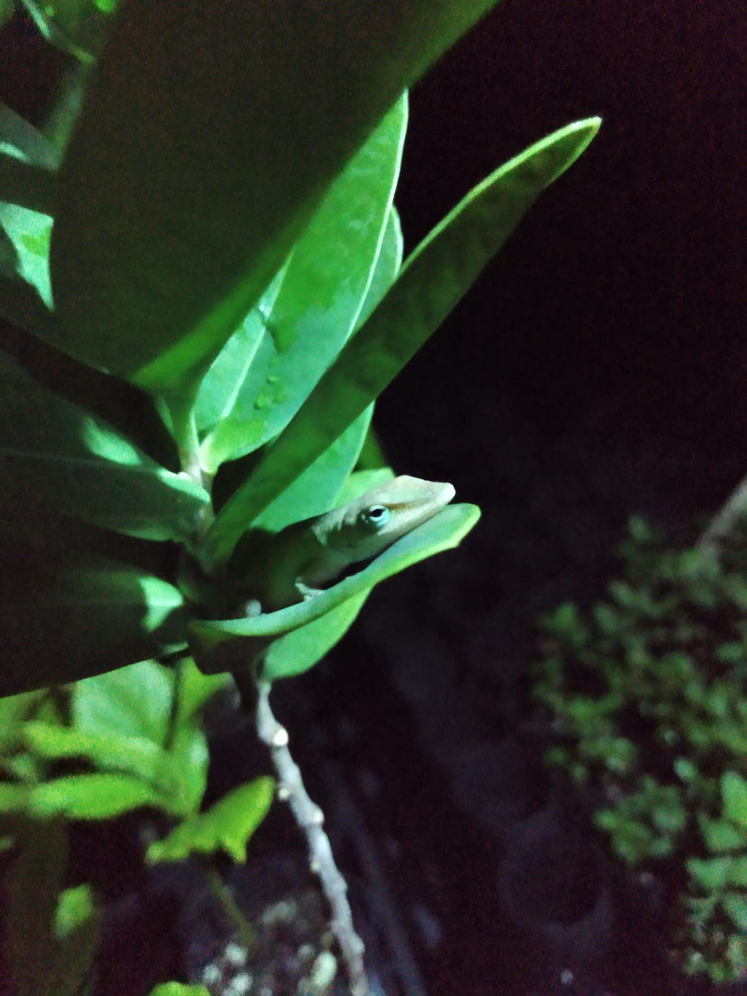 336日目:白檀を植えた