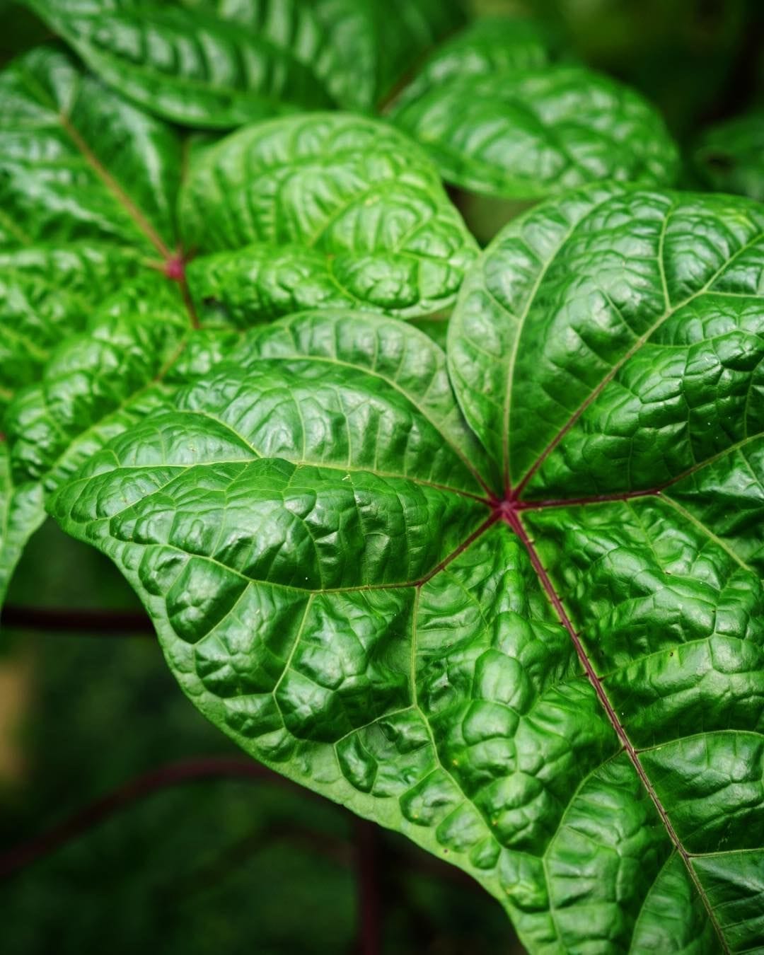 337日目:beleを植えた