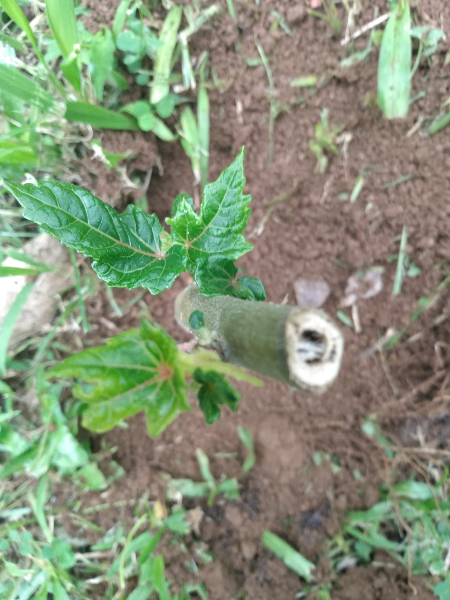337日目:beleを植えた