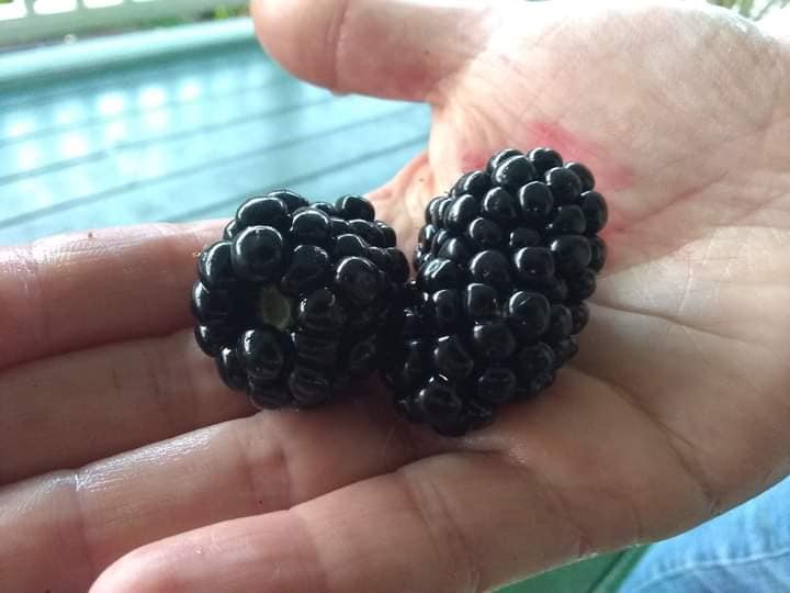 338日目:ブラックベリーを植えた