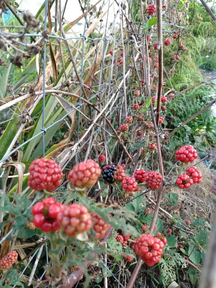 338日目:ブラックベリーを植えた
