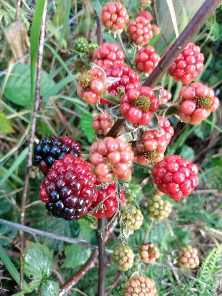 338日目:ブラックベリーを植えた