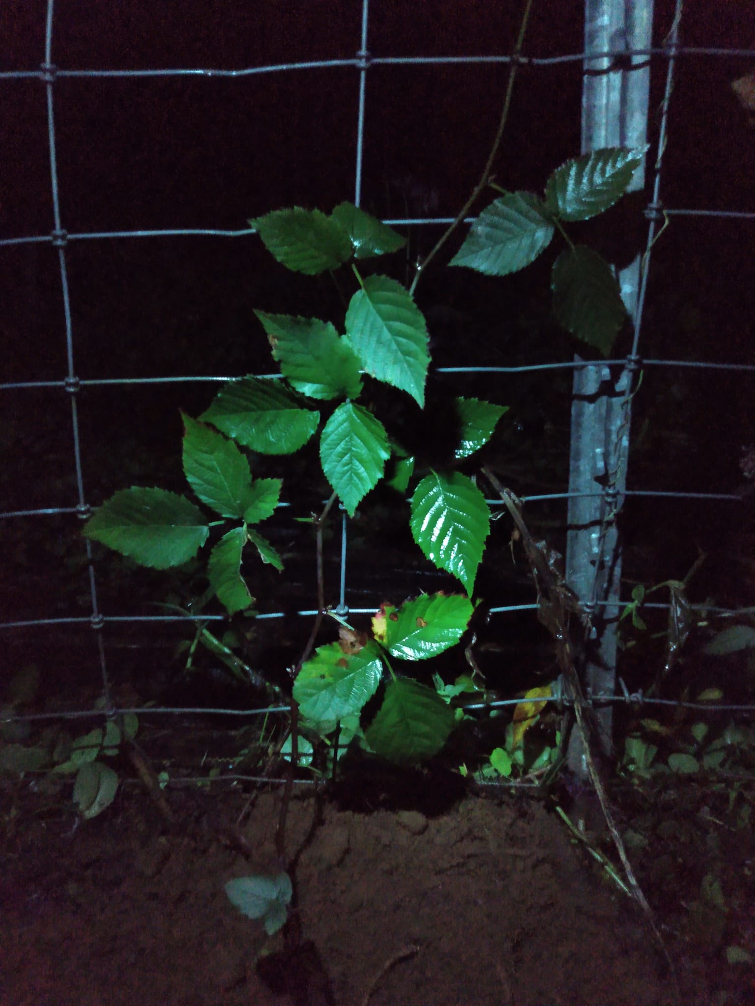 338日目:ブラックベリーを植えた
