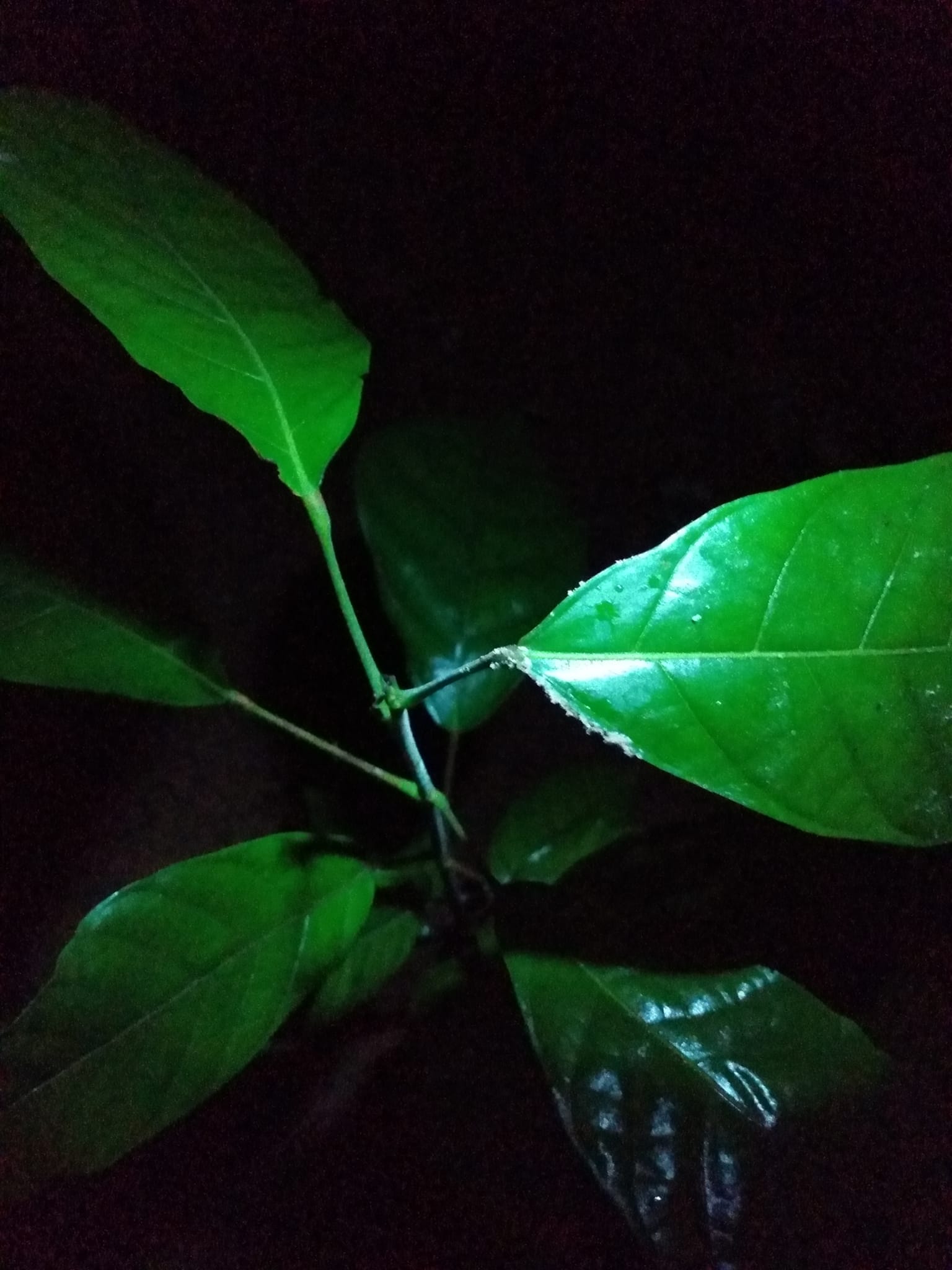 339日目:カカオを植えた