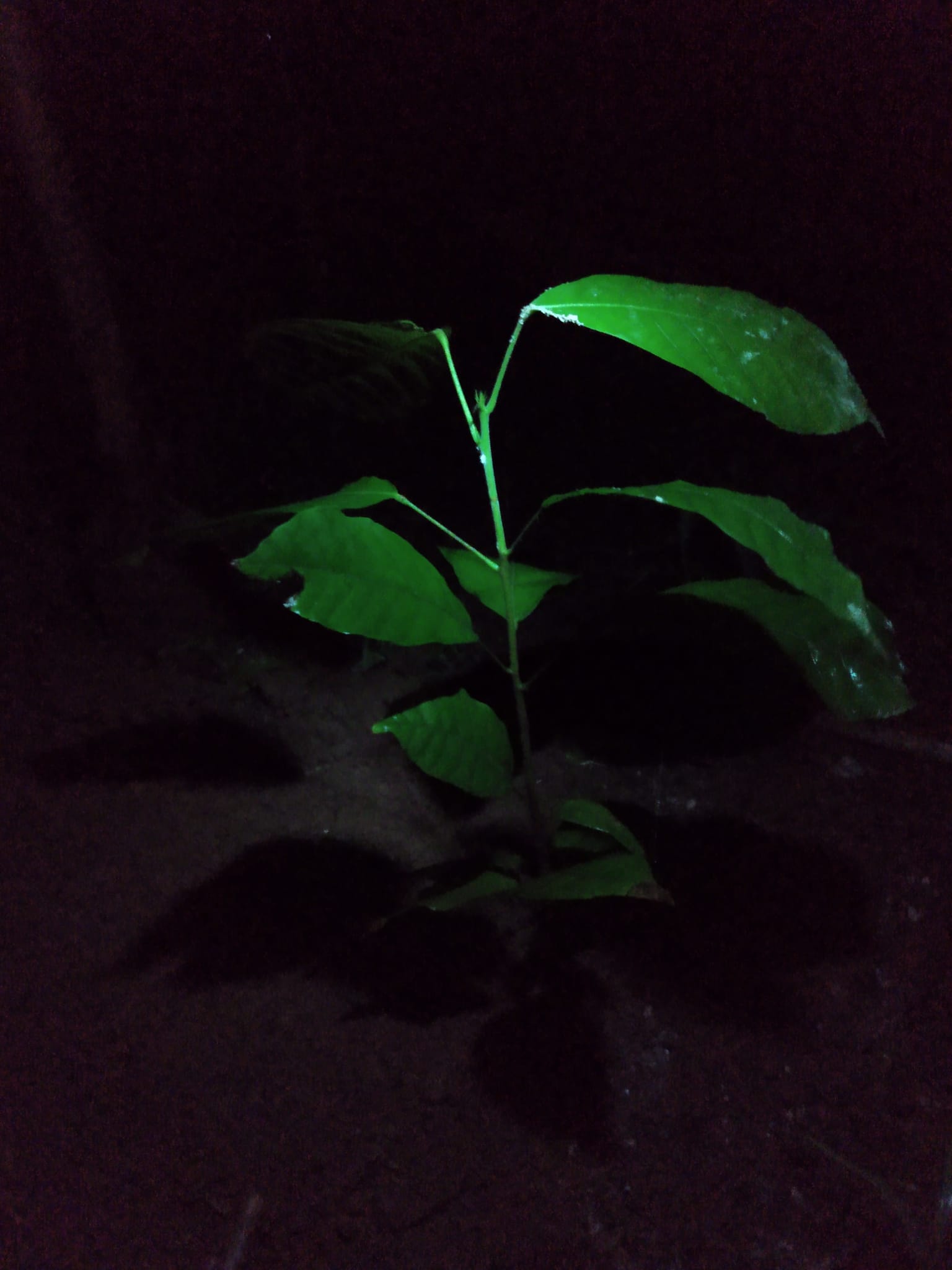 339日目:カカオを植えた