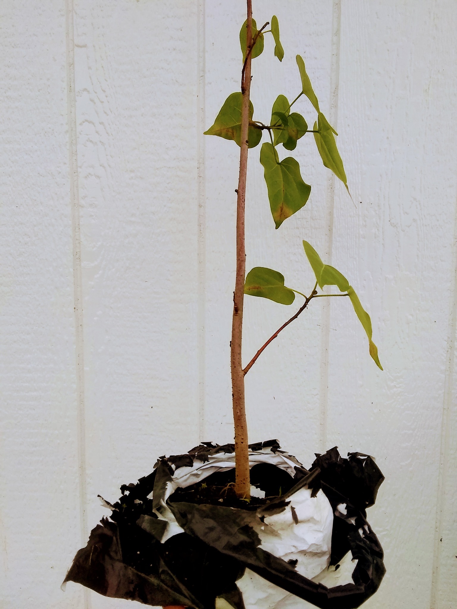 34日目:ミロの木を植えた