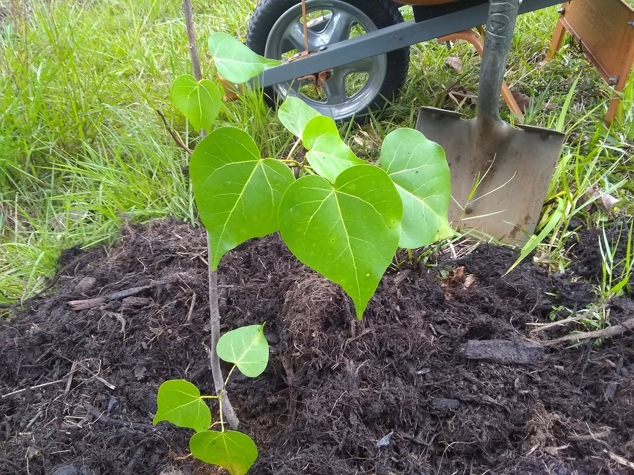 34日目:ミロの木を植えた