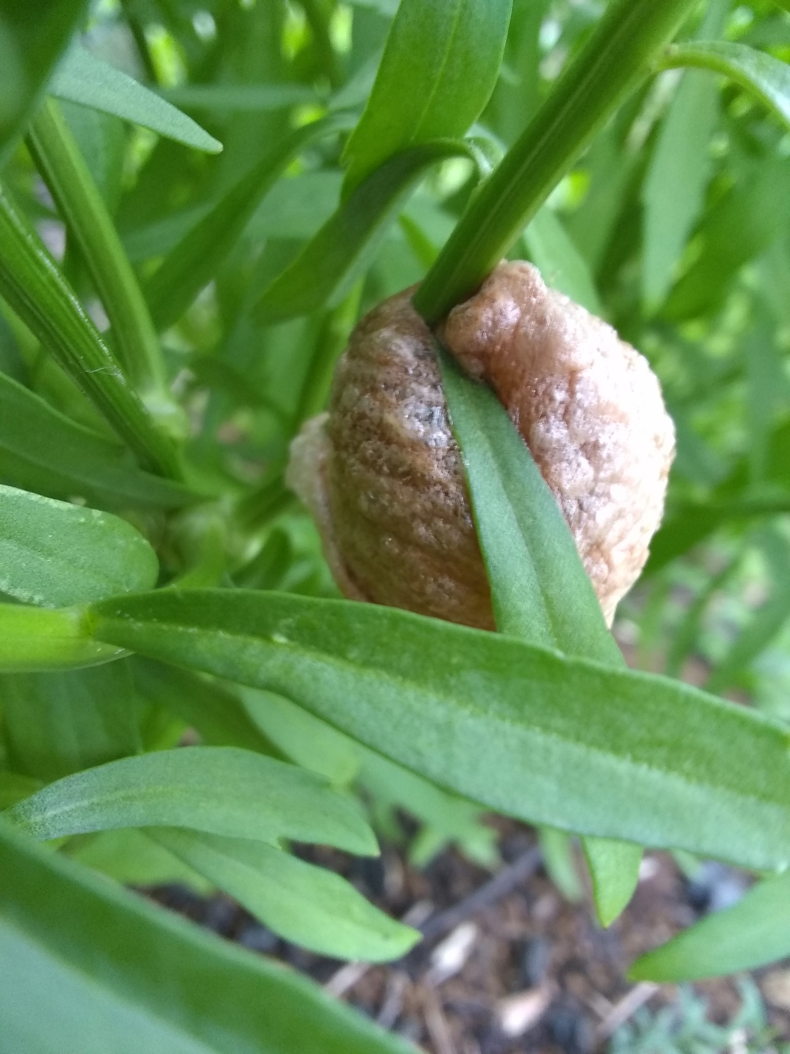 34日目:ミロの木を植えた
