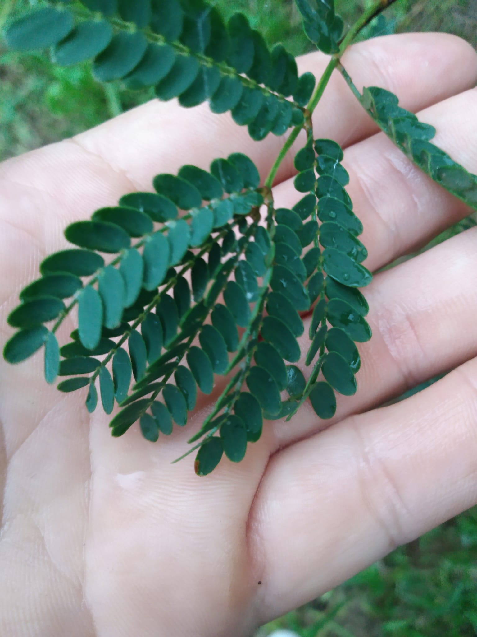 340日目:koa'iaを植えた