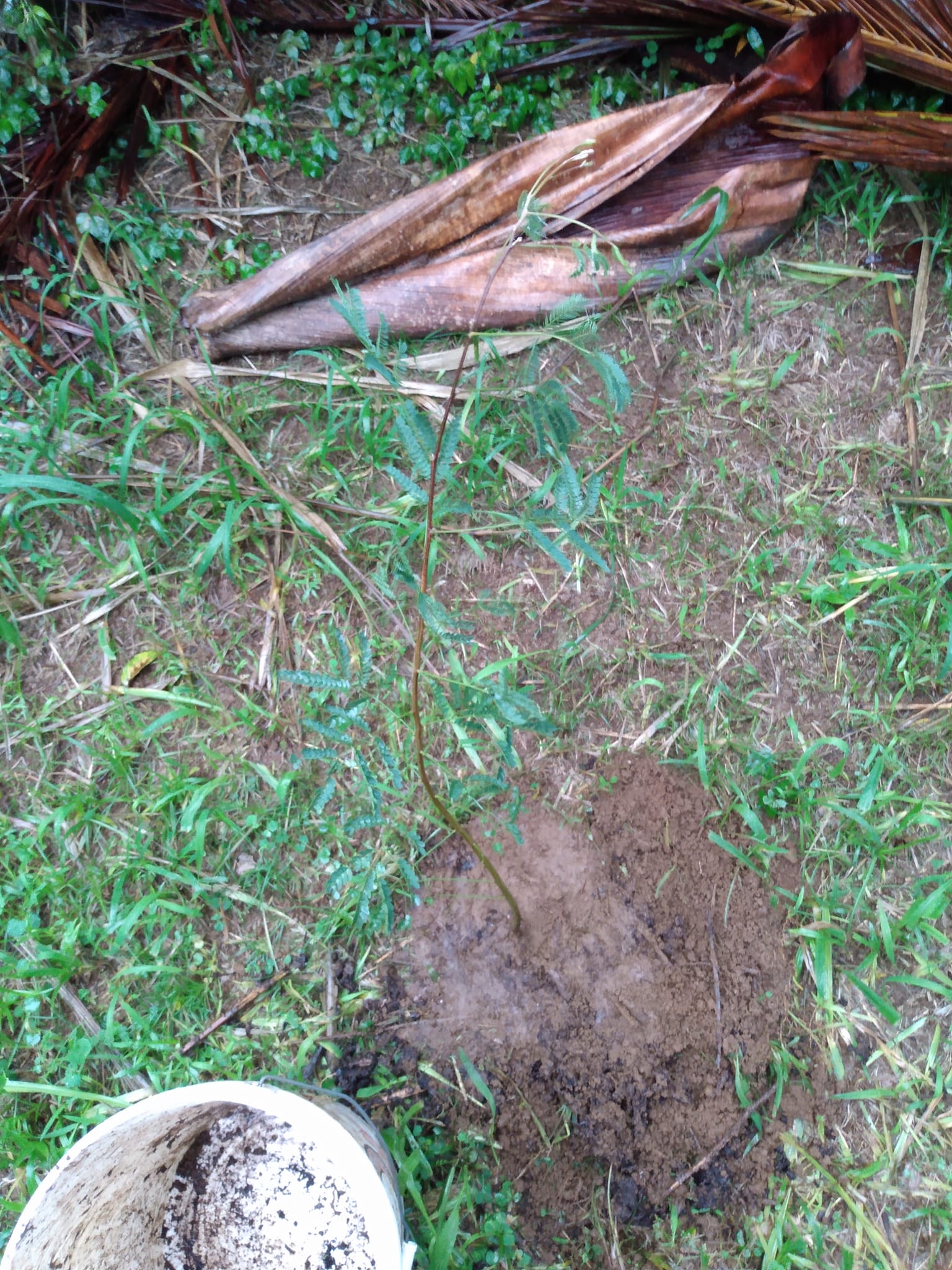 340日目:koa'iaを植えた