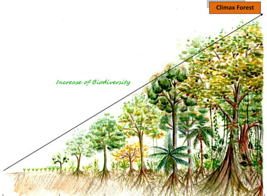 340日目:koa'iaを植えた