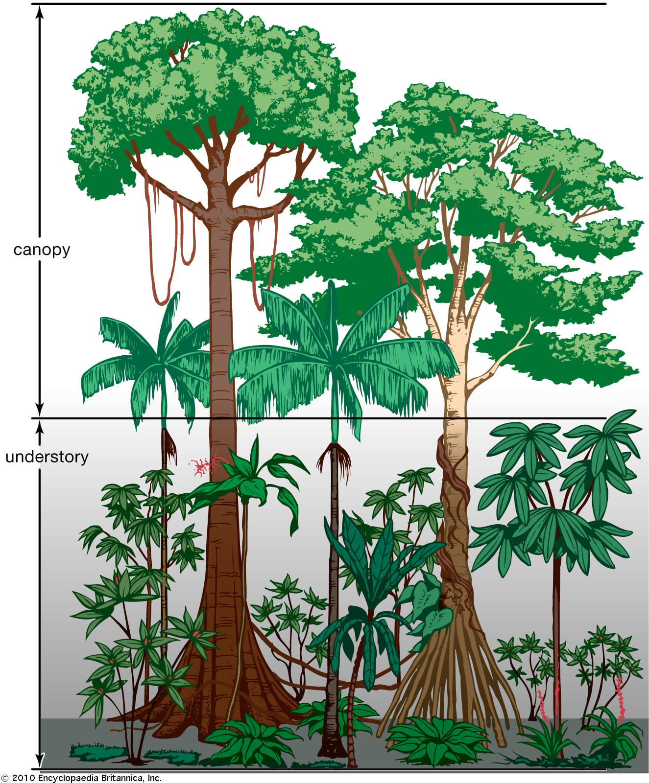 340日目:koa'iaを植えた
