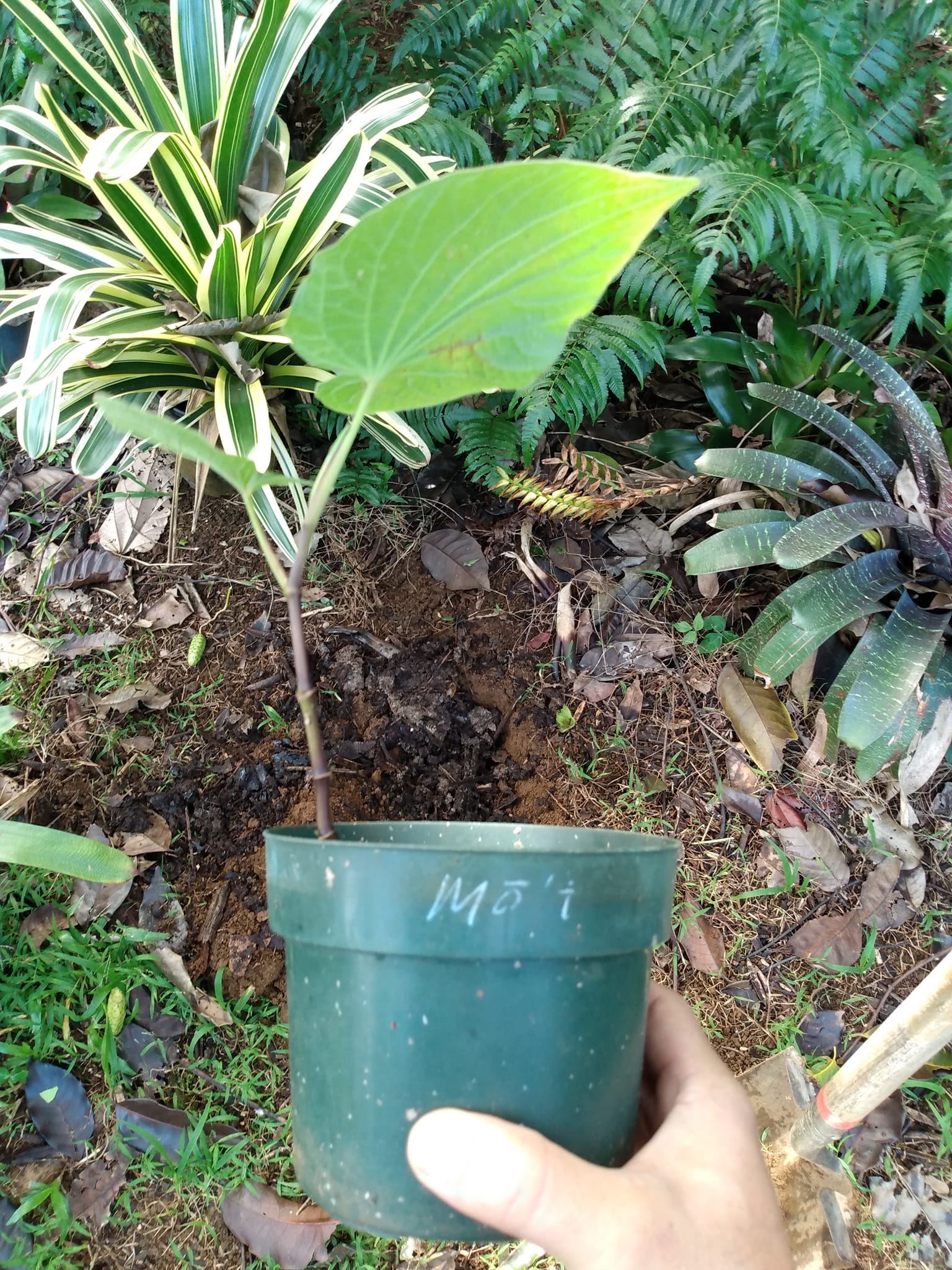 341日目:awa moiを植えた