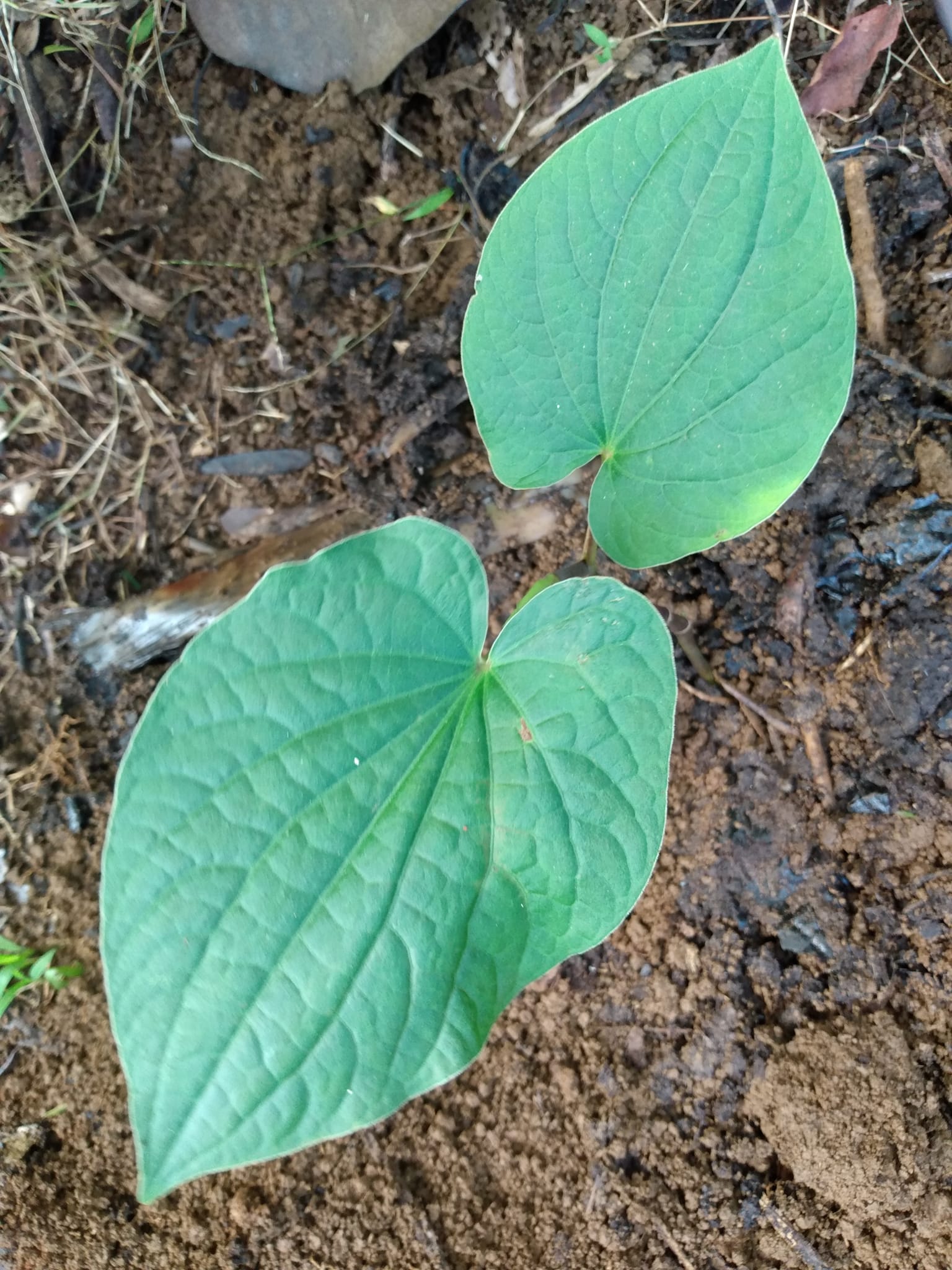 341日目:awa moiを植えた