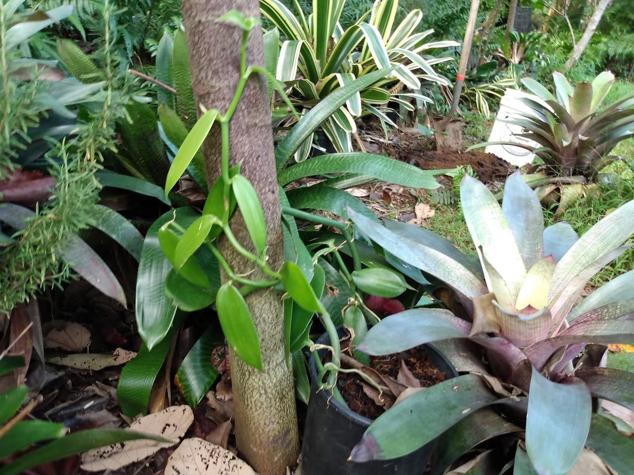 341日目:awa moiを植えた