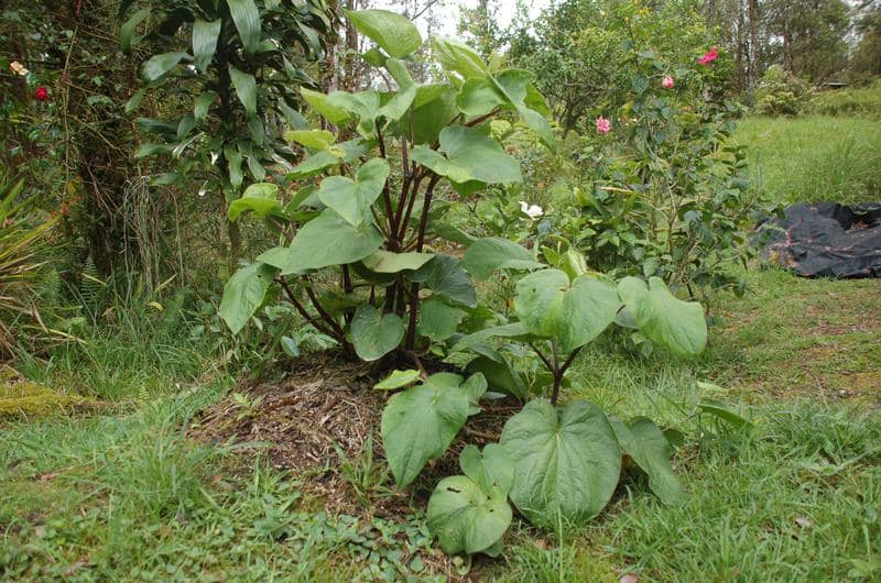 341日目:awa moiを植えた