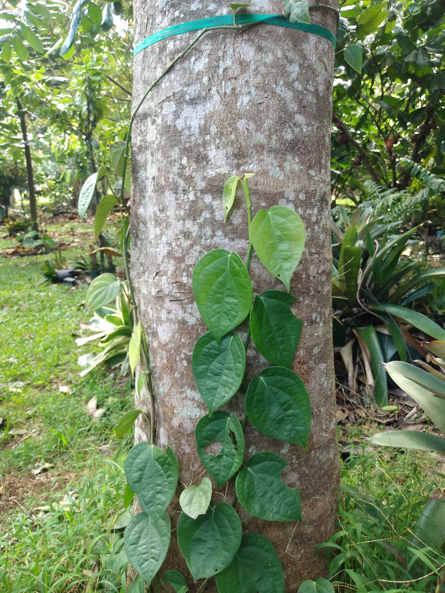 341日目:awa moiを植えた