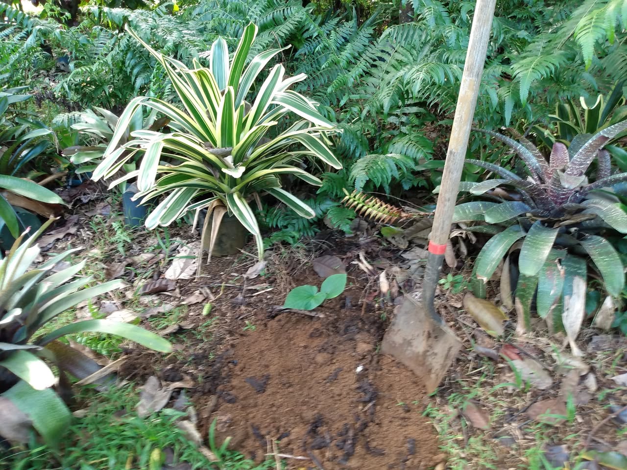 341日目:awa moiを植えた