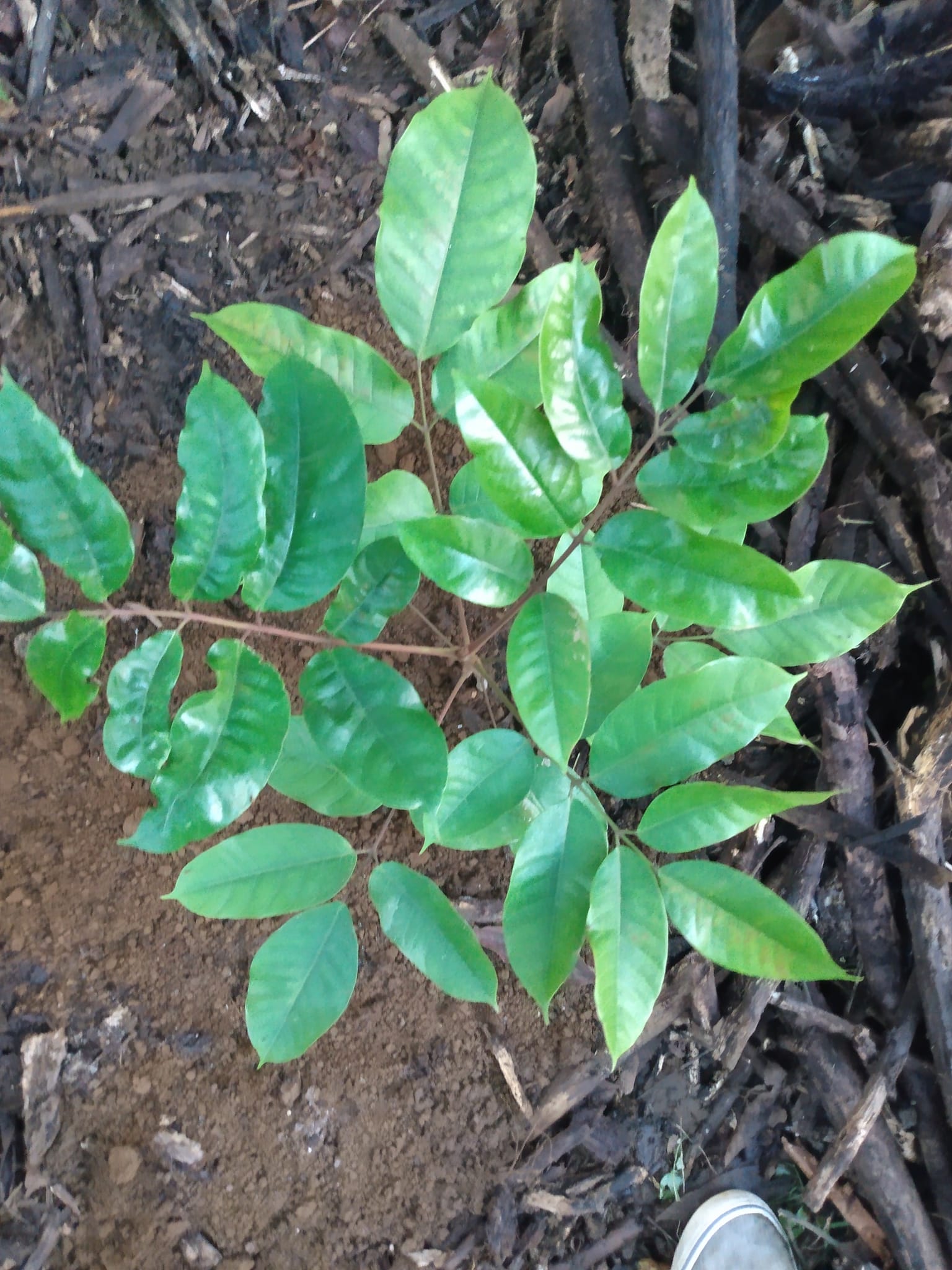 342日目:atomを植えた