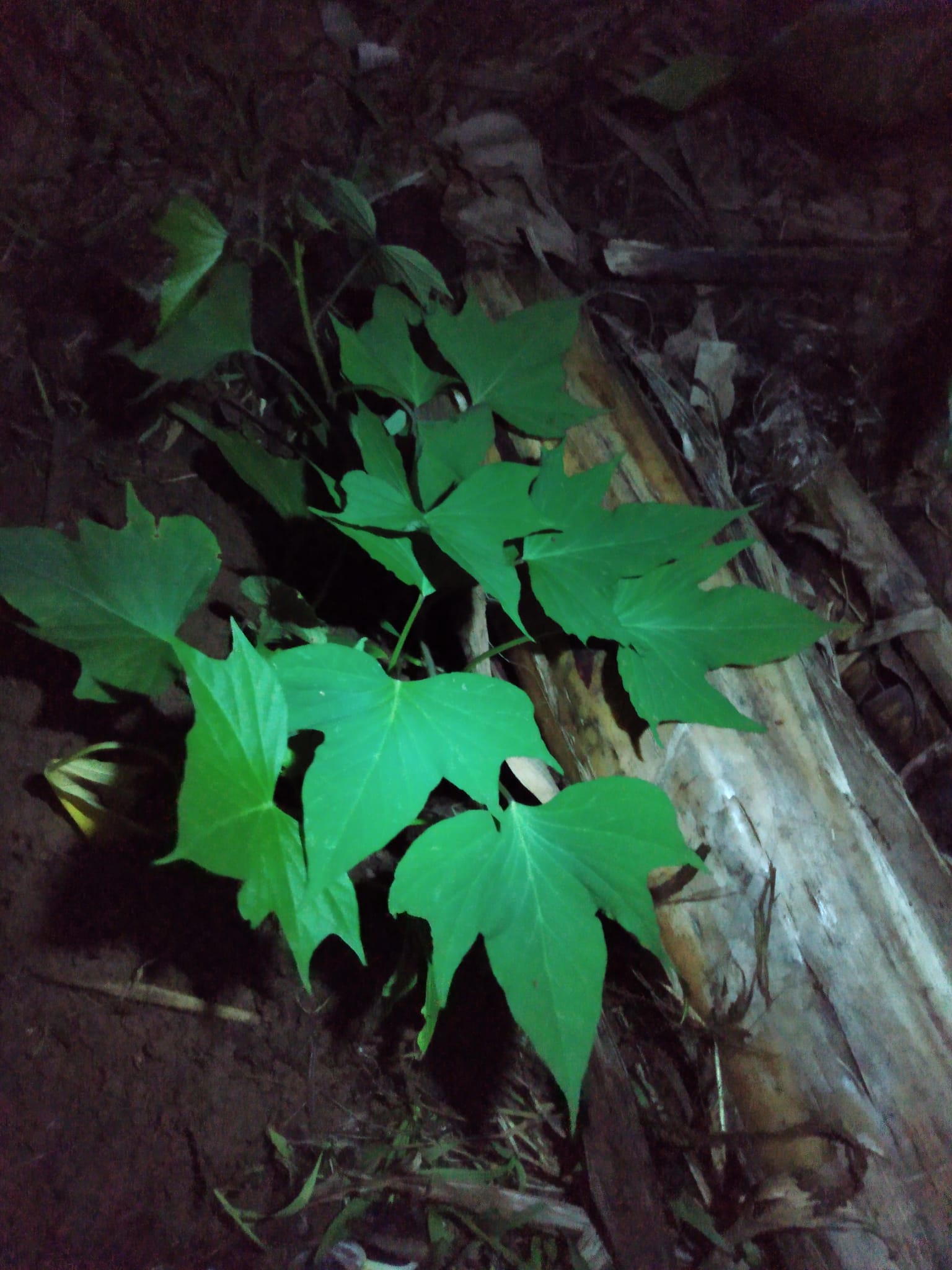 343日目:植えまくり