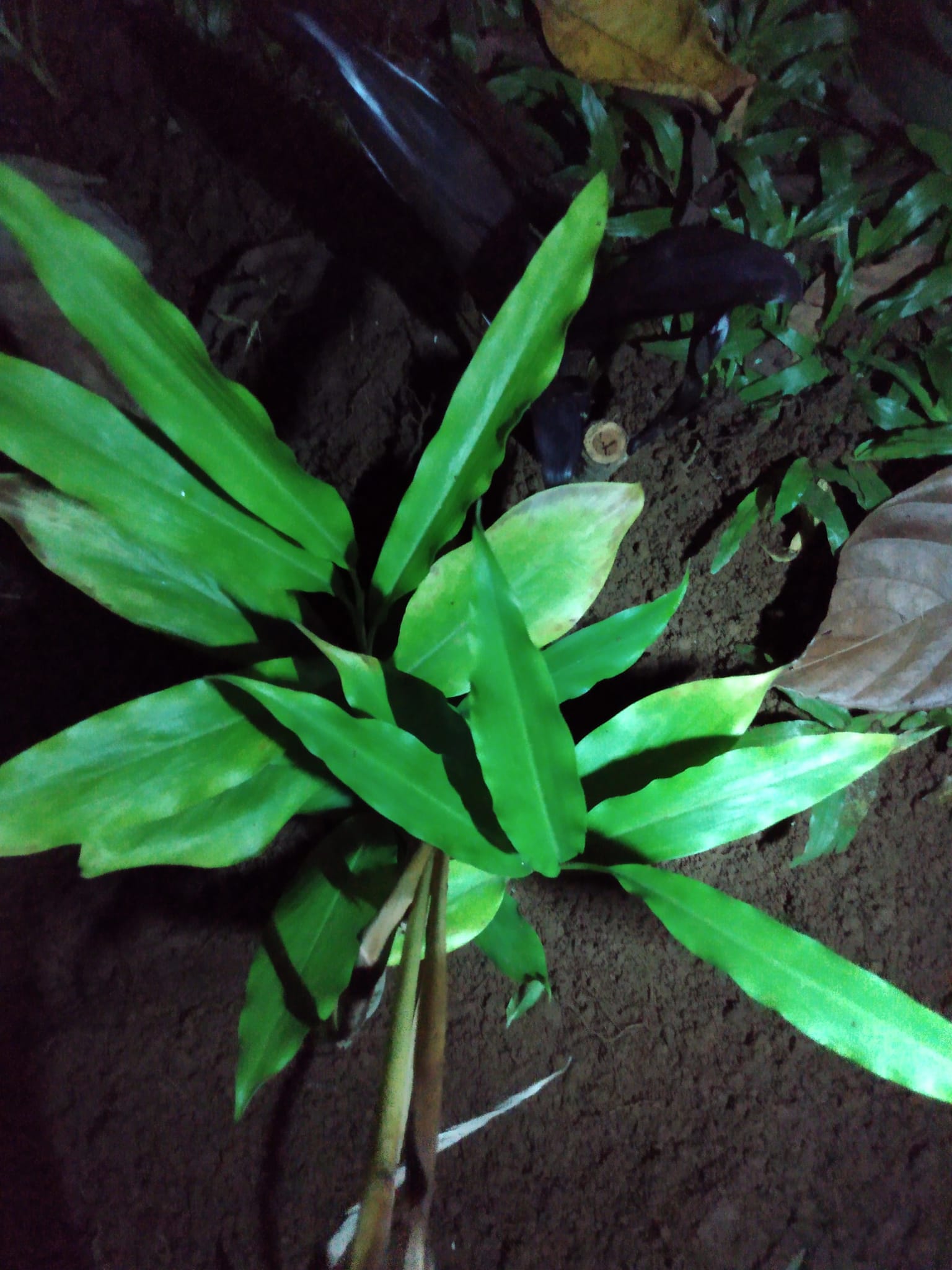 343日目:植えまくり