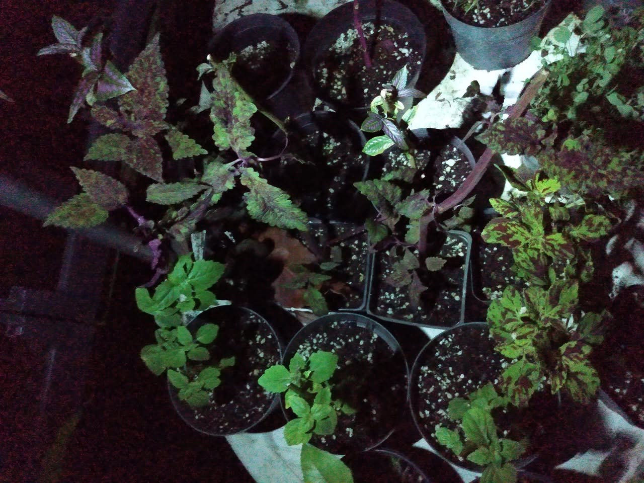 343日目:植えまくり