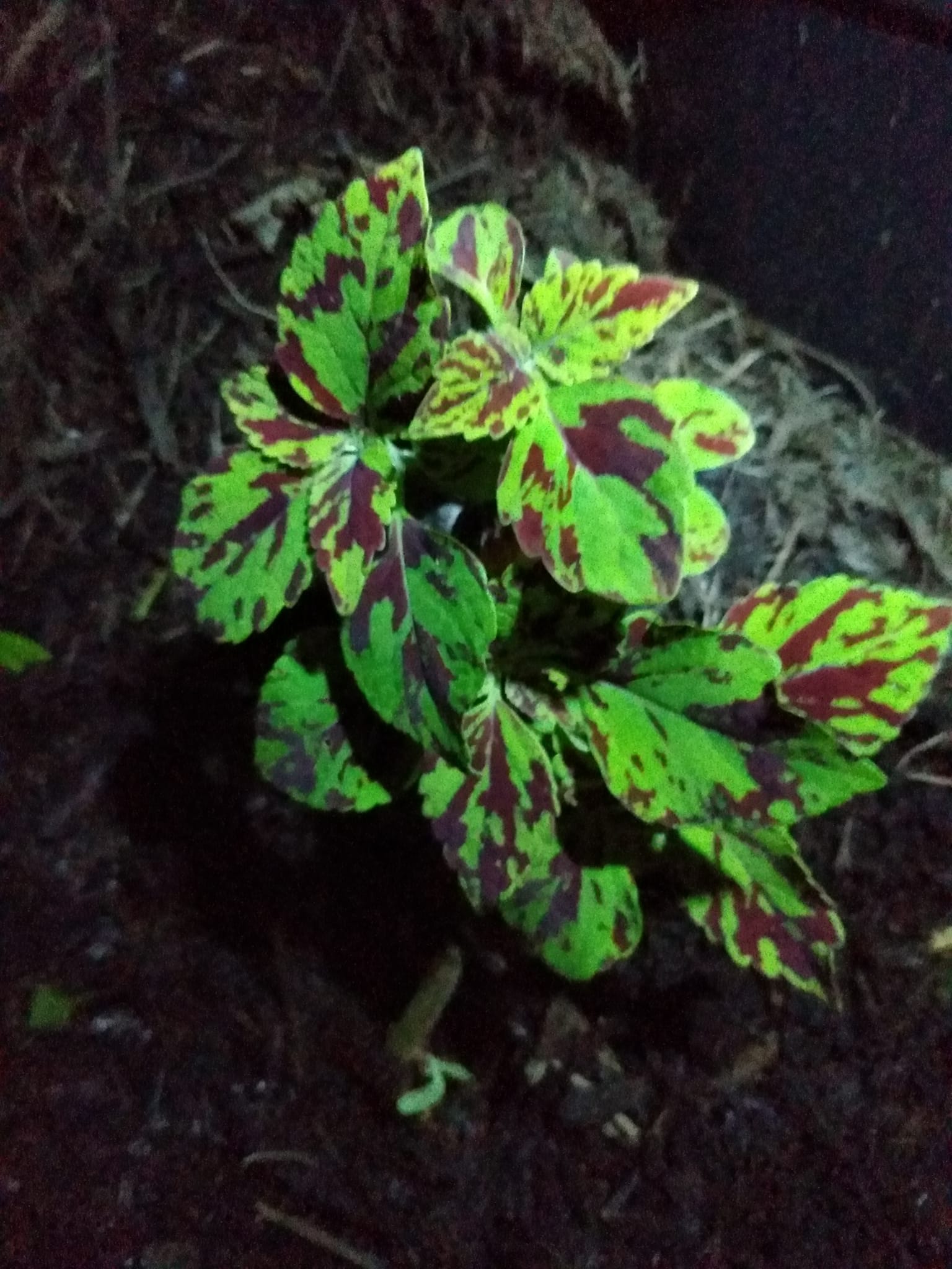 343日目:植えまくり