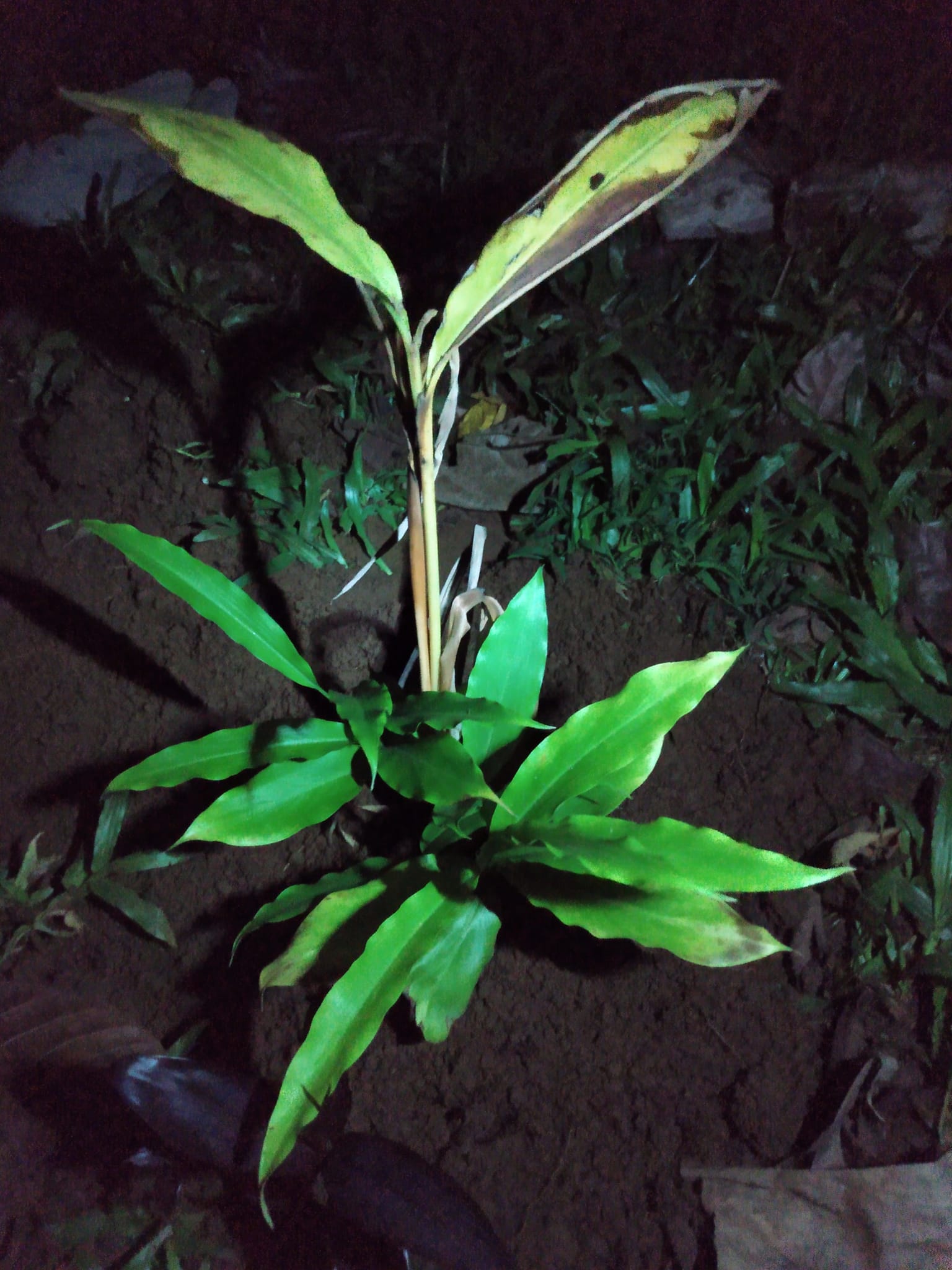 343日目:植えまくり