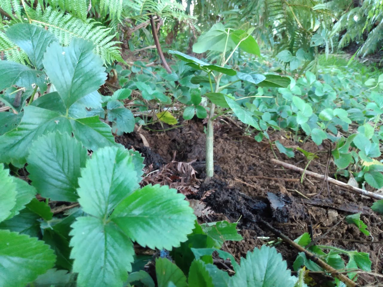344日目:wiliwiliを植えた