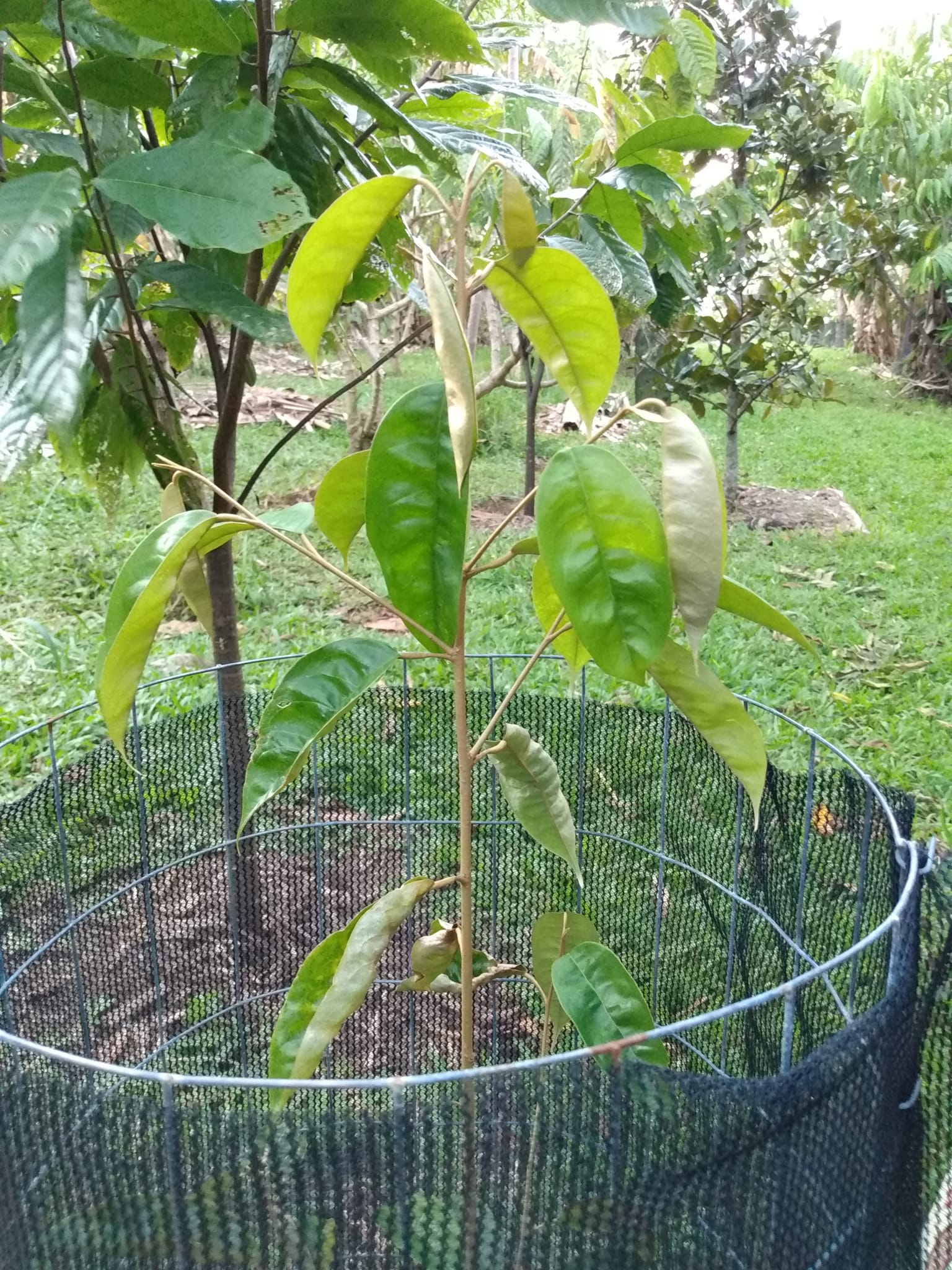 344日目:wiliwiliを植えた