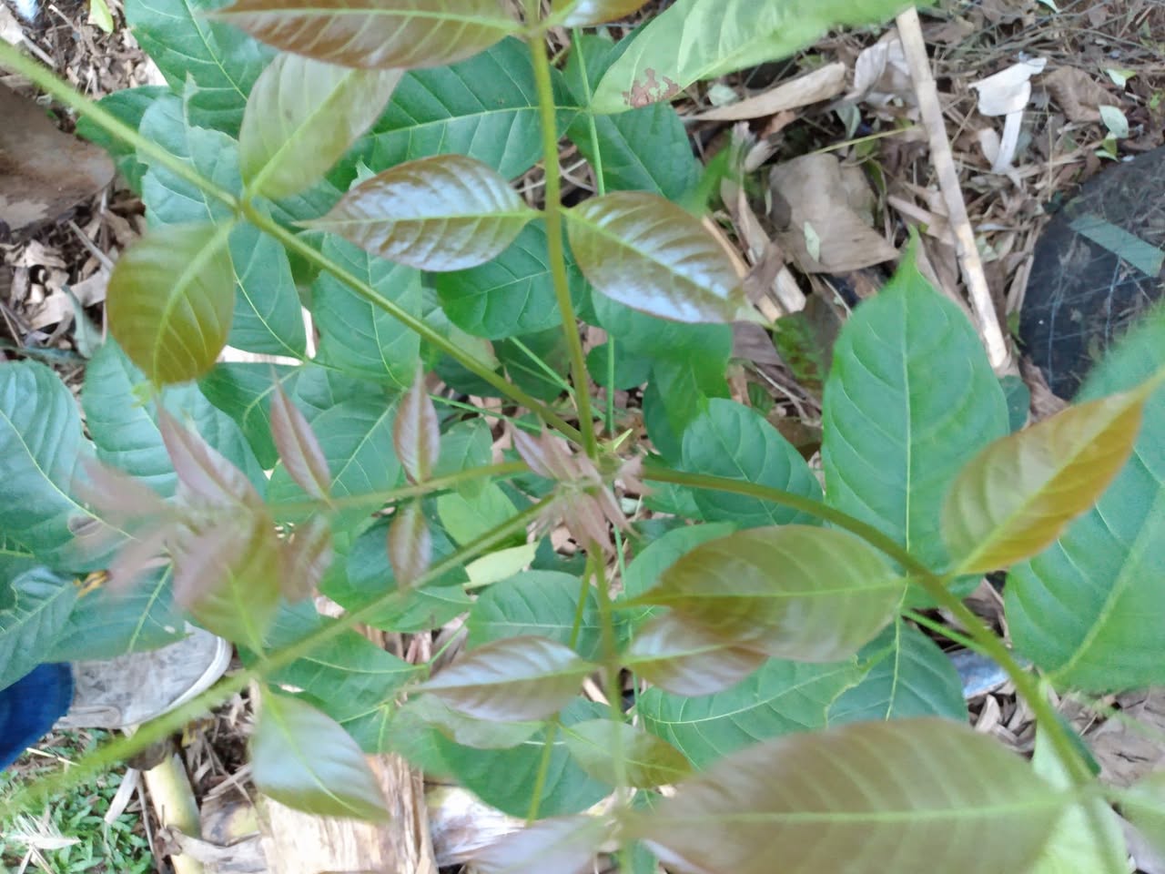 344日目:wiliwiliを植えた