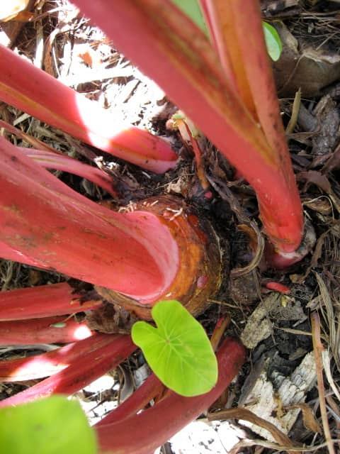346日目:Ula'ula Kumuを植えた