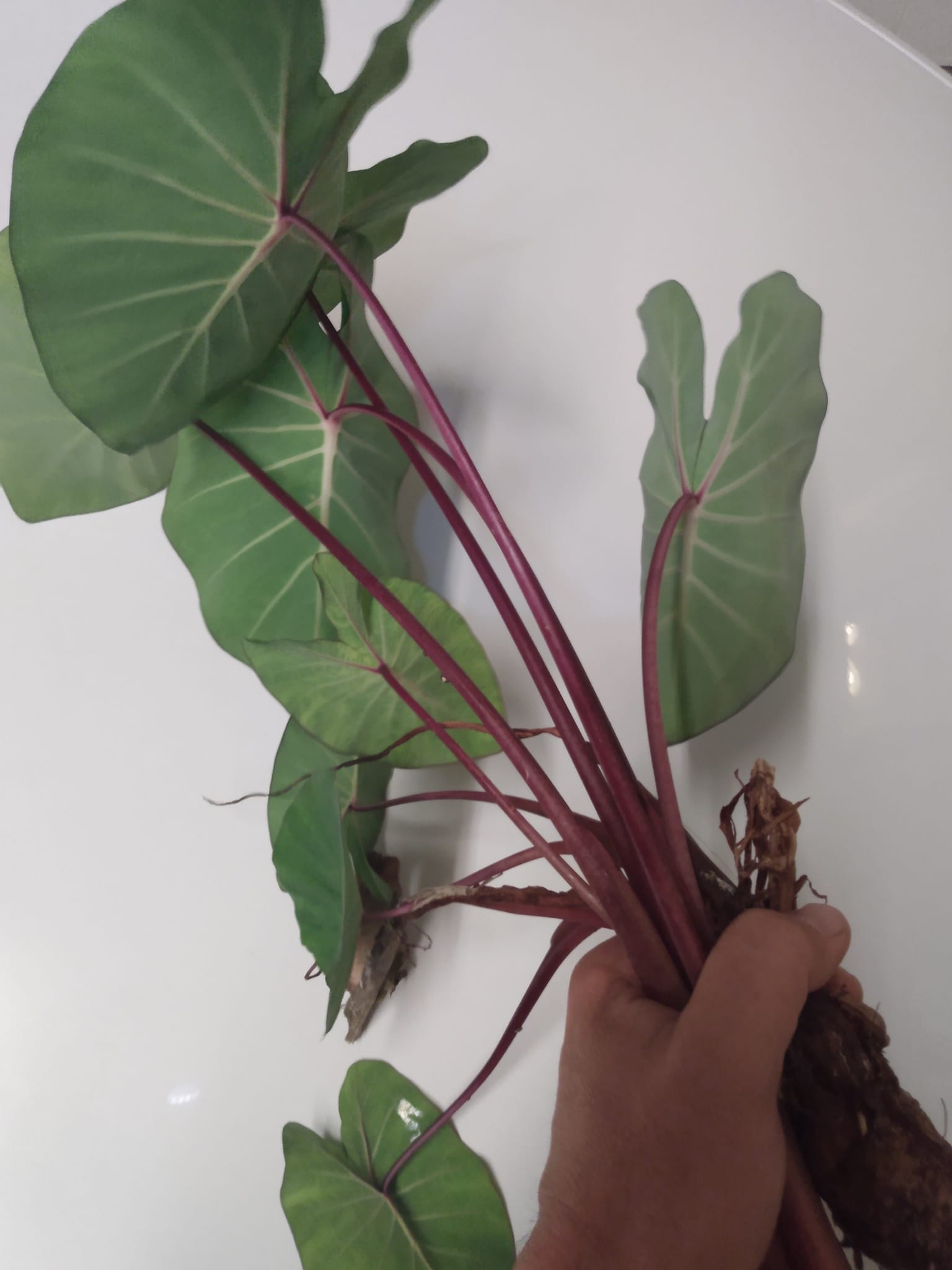 346日目:Ula'ula Kumuを植えた