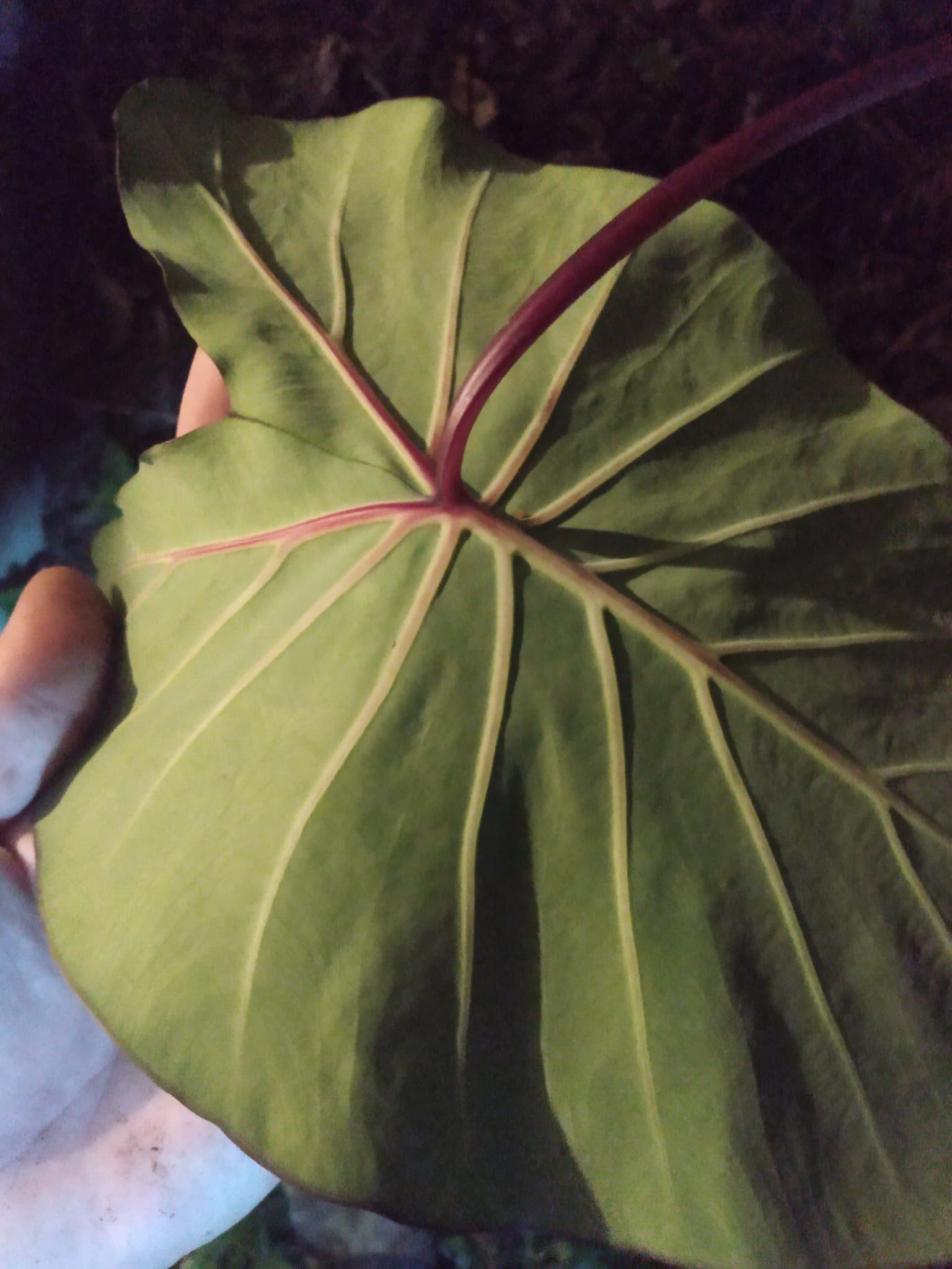 346日目:Ula'ula Kumuを植えた